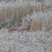 První letošní přivábený srneček ze vzdálenosti cca 300metrů...přišel až pod posed..