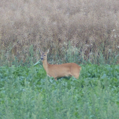 ty listy řepy jsou ale dobrota...