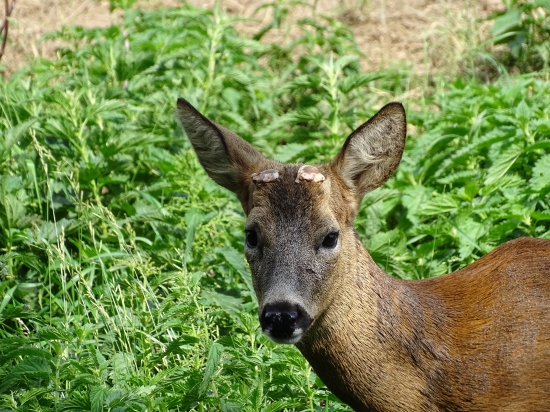 Ze Srnčího ranče Pavla Scherera - útočný Vilda