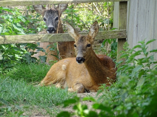 Ze Srnčího ranče Pavla Scherera - 2, v popředí srnec holec