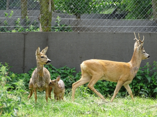 Ze Srnčího ranče Pavla Scherera - 3, rodinka