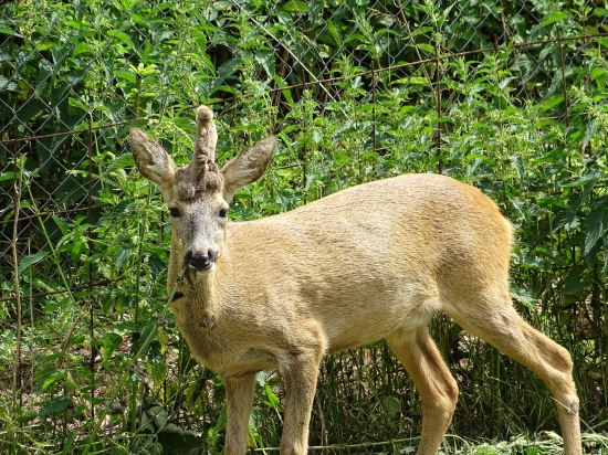 Ze Srnčího ranče Pavla Scherera - 4, parukáč