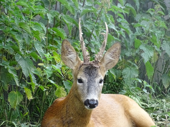 Ze Srnčího ranče Pavla Scherera - 6, šesteráček