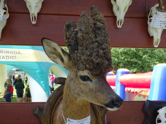 z přehlídky trofejí na Libavé - parukáč