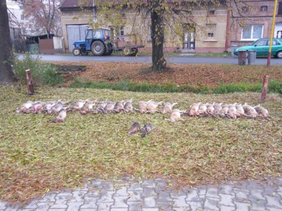 První hon u kamaráda