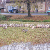 První hon u kamaráda