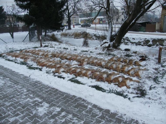 Předvánoční hon