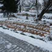 Předvánoční hon