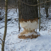 Práce bobrů v naší honitbě