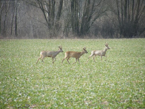 Srnci na jaře