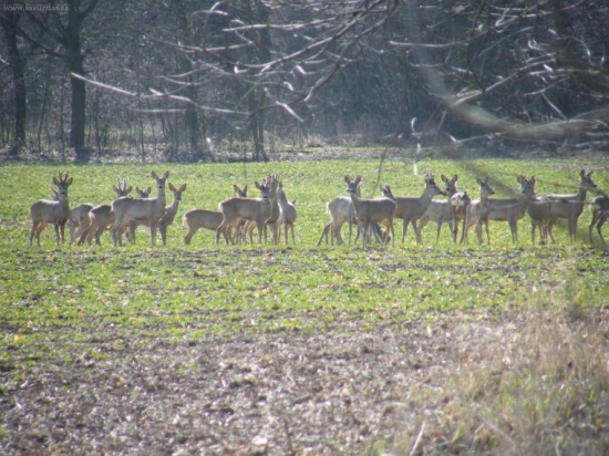 srnčí zvěř na jaře