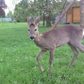 Náš srneček Honzík - 7.5.2010