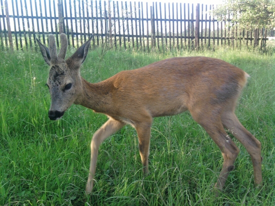 Honzík 10.6.2010