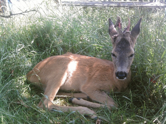 Honzík 4.7.2010