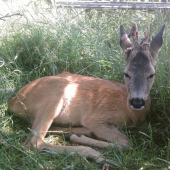 Honzík 4.7.2010