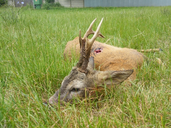 Srnec z dnešního rána