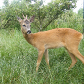 Honzík o den později