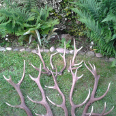 Nedeľné prechádzky sa zmenili na cestu domov plnú radosti.