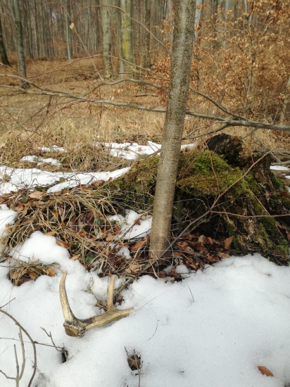 Aj takýto poteší srdce poľovníka