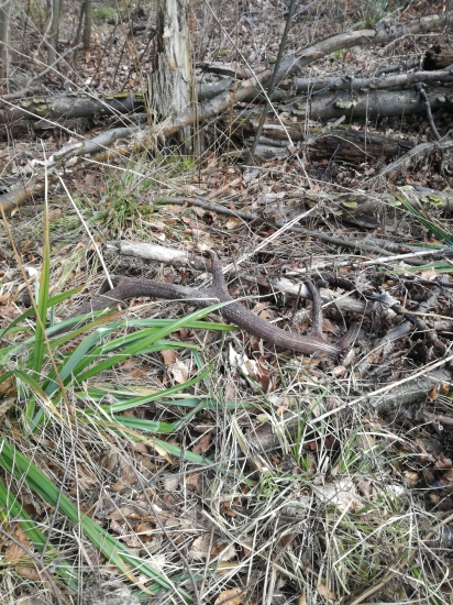 Rok si tam odpočíval