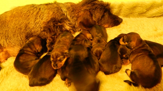 naše prvé šteniatka