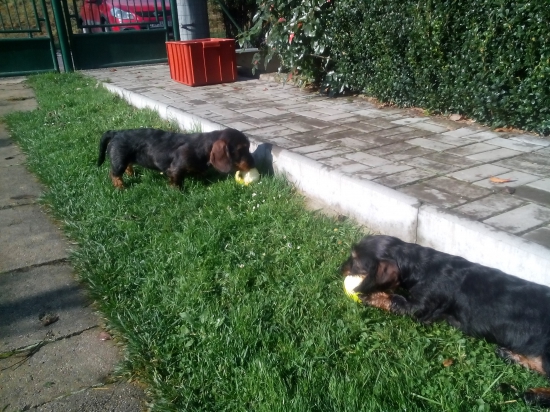 keď má jazvečík rád vitamíny