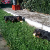 keď má jazvečík rád vitamíny