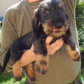 Šteniatka jazvečíka hrubosrstého štandard