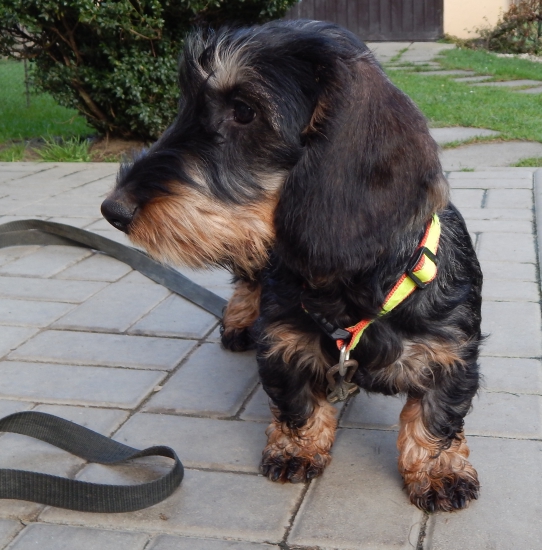 Čakám ju pred domom, prší mi za golier :)