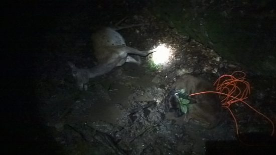 Asta mala po  šteniatkach super 