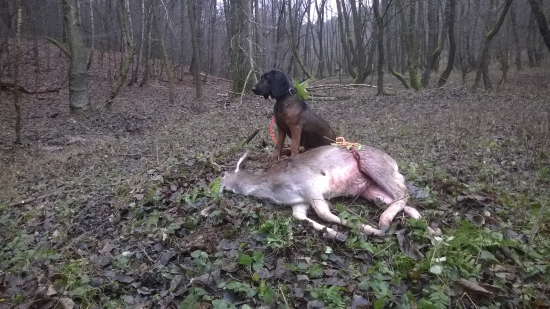 Cessy z Kamennej lúky-IHF