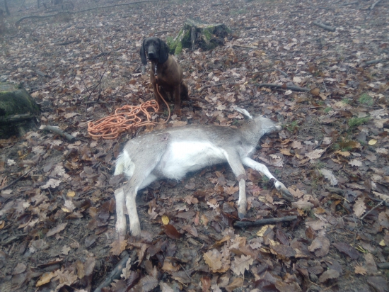 IHF-Cherry z Púčikovho dvora