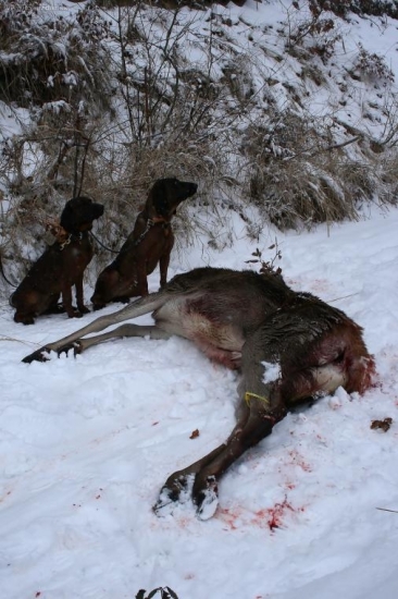 Uderna dvojica po uspesnej dohladavke