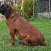55 deň