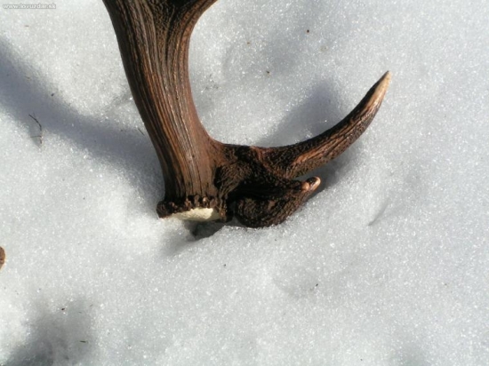 minuloročná rarita