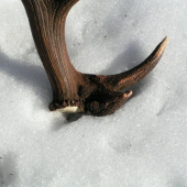 minuloročná rarita