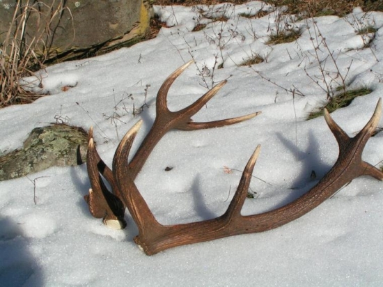 minuloročná rarita