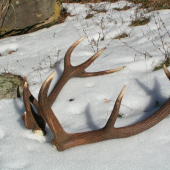 minuloročná rarita