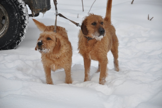 Dan spod Krivého javora a Juda spod perhačky