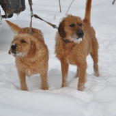 Dan spod Krivého javora a Juda spod perhačky