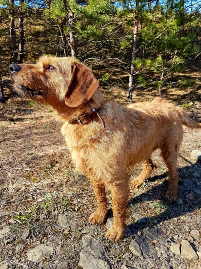 Marley spod perhačky