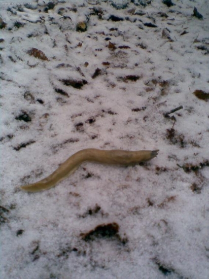 asi mal prešivak.-)