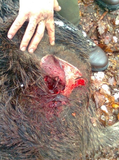 po súboji s kancom!