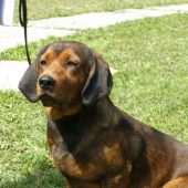 AJD Olaf Plesnivec pre mňa najkrajší pes na výstave