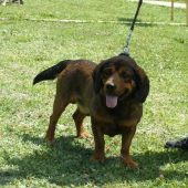 AJD SIR z Hruna V1,CAC,BOB