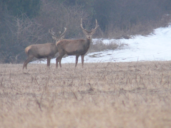 Junáci od nás