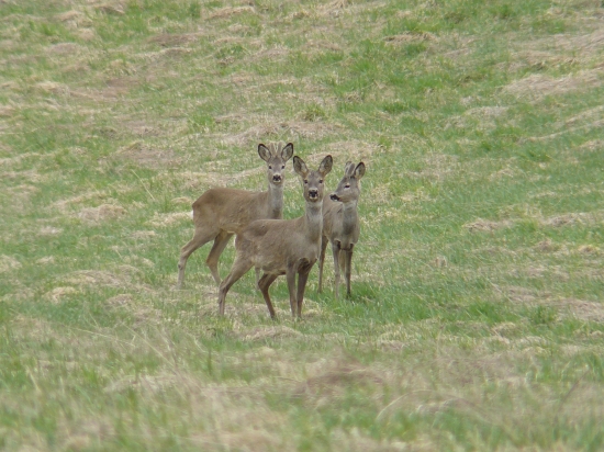 Trio