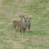 Trio