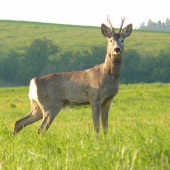Model 2