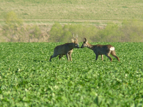Ferovka